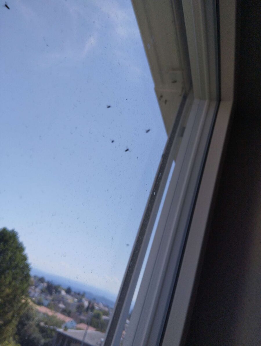 wespennest_entfernen