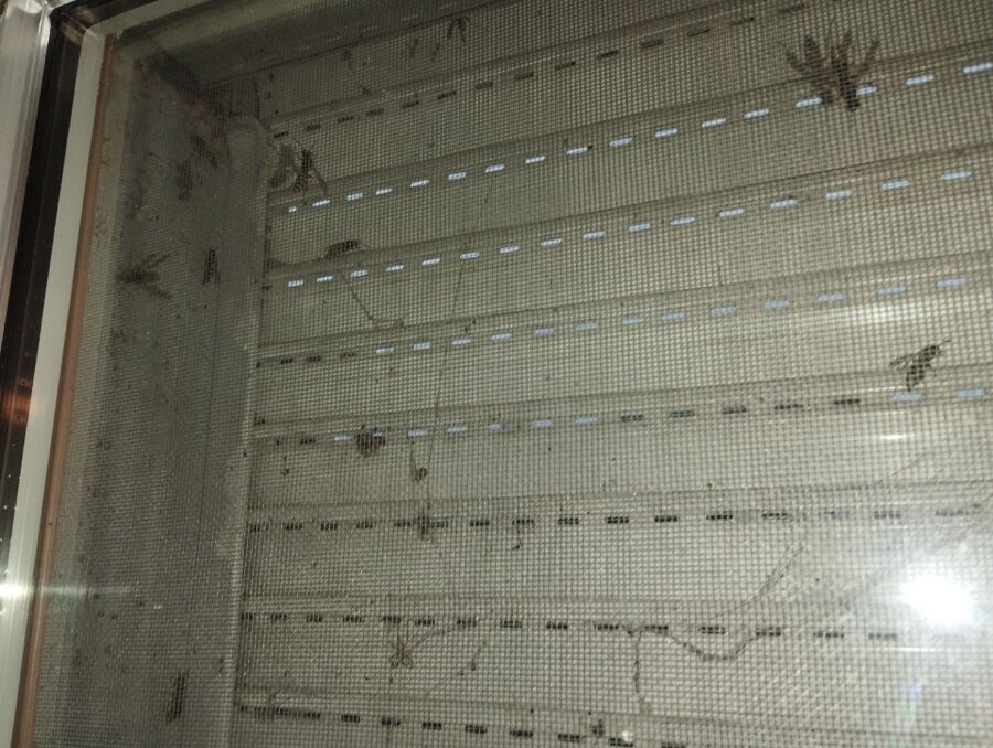 wespennest_entfernen