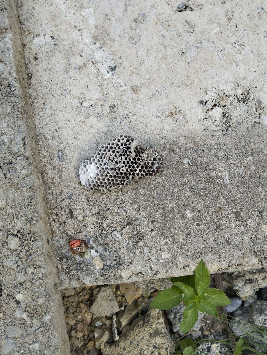 wespennest_entfernen