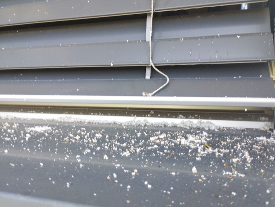 wespennest_entfernen