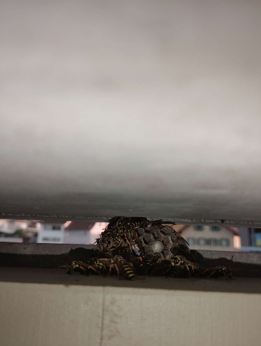 wespennest_entfernen