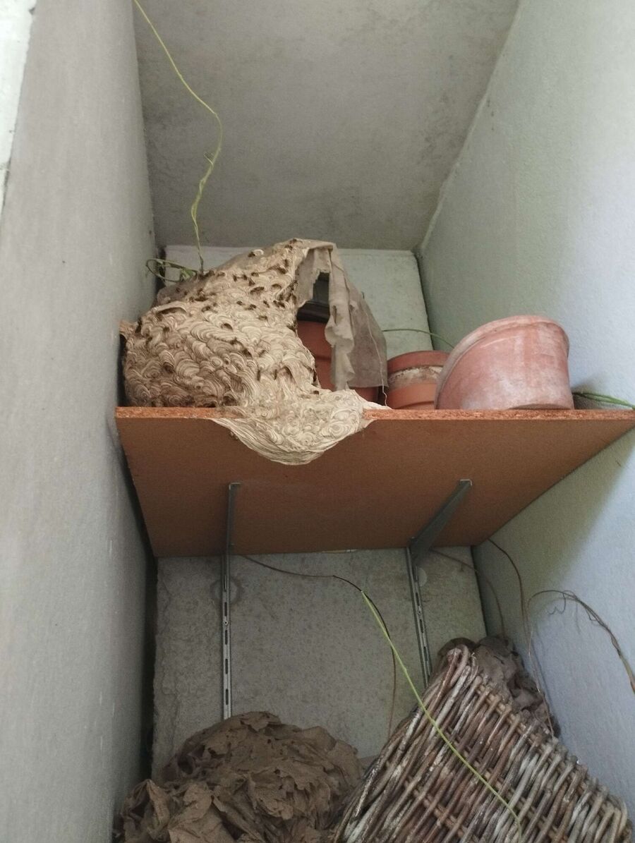 wespennest_entfernen