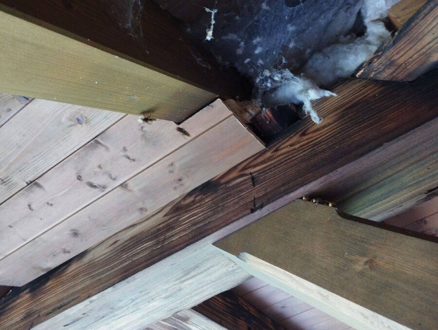 wespennest_entfernen