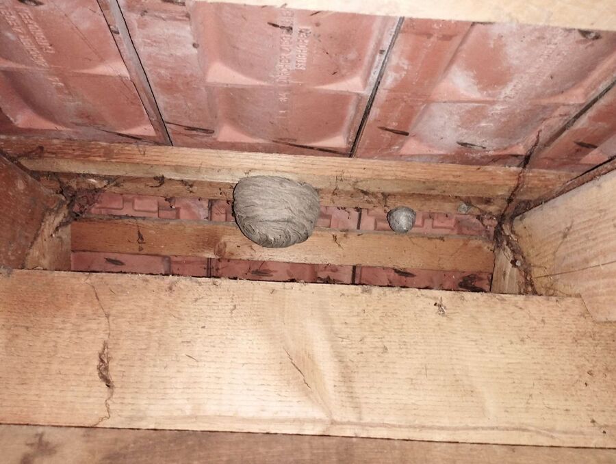 wespennest_entfernen