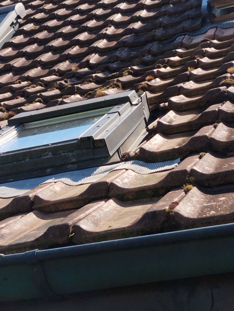 wespennest_entfernen