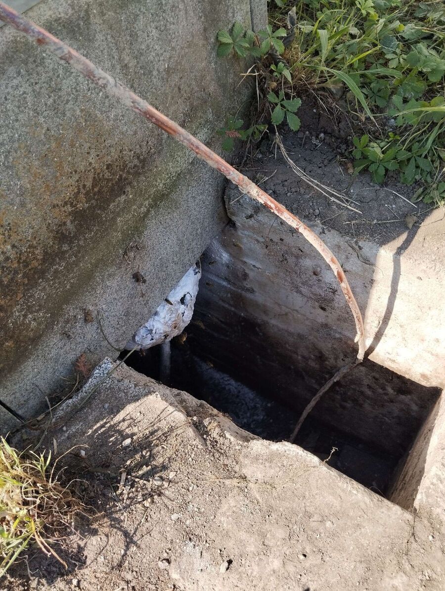 wespennest_entfernen