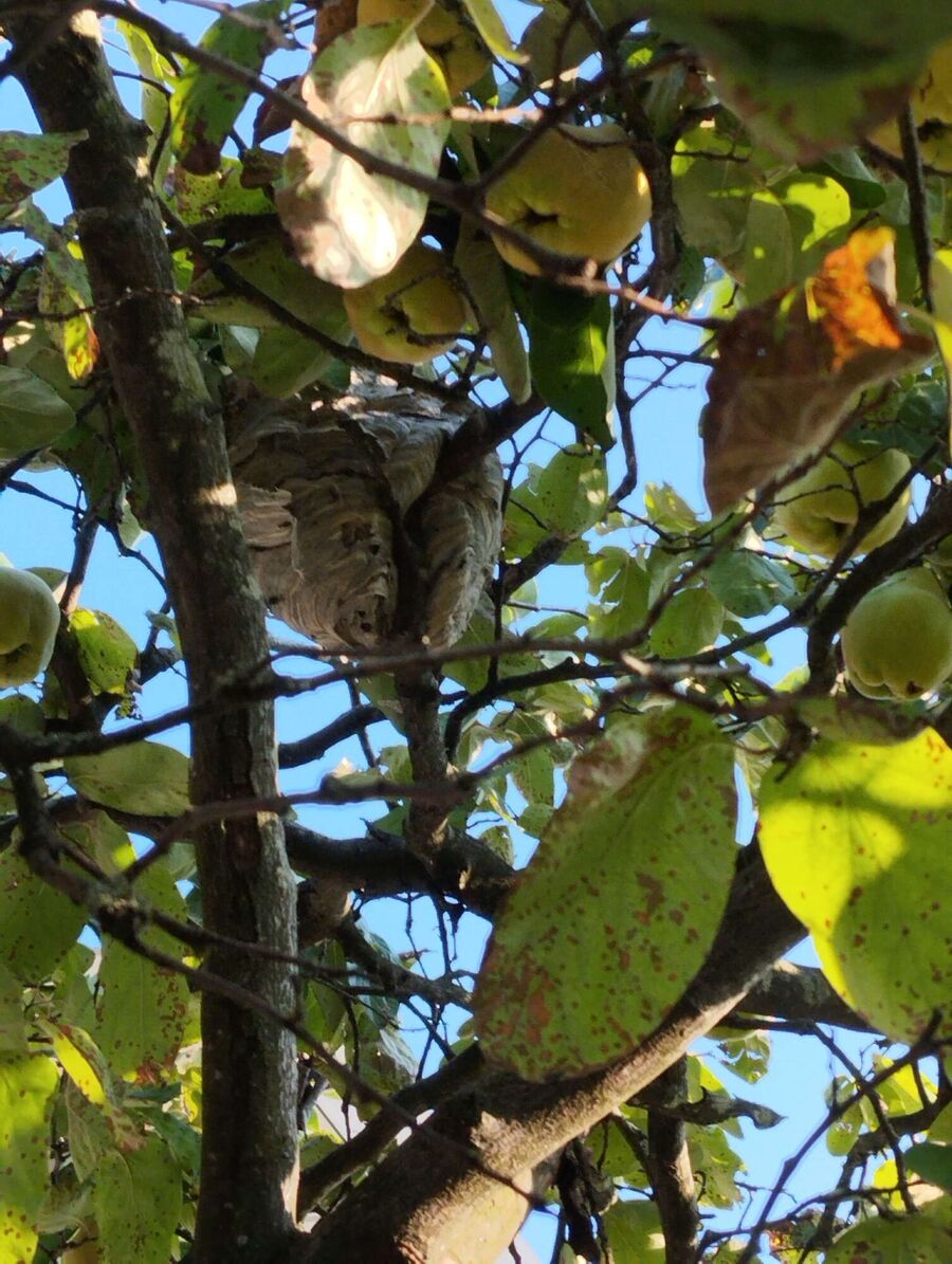 wespennest_entfernen