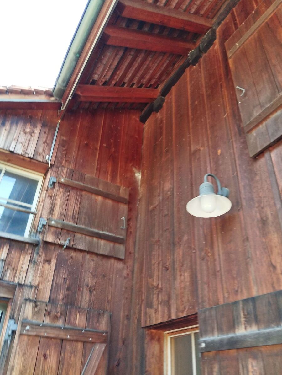 wespennest_entfernen