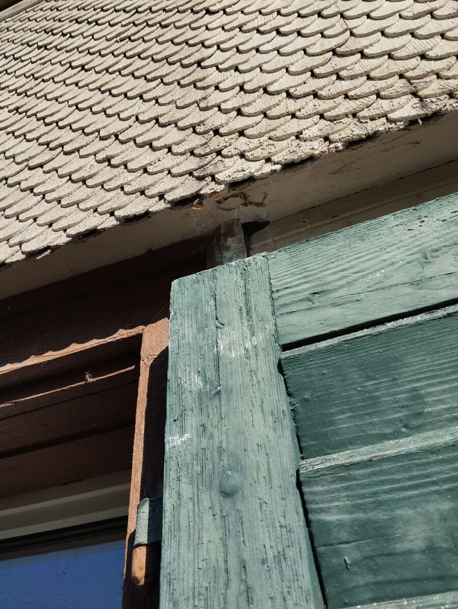 wespennest_entfernen