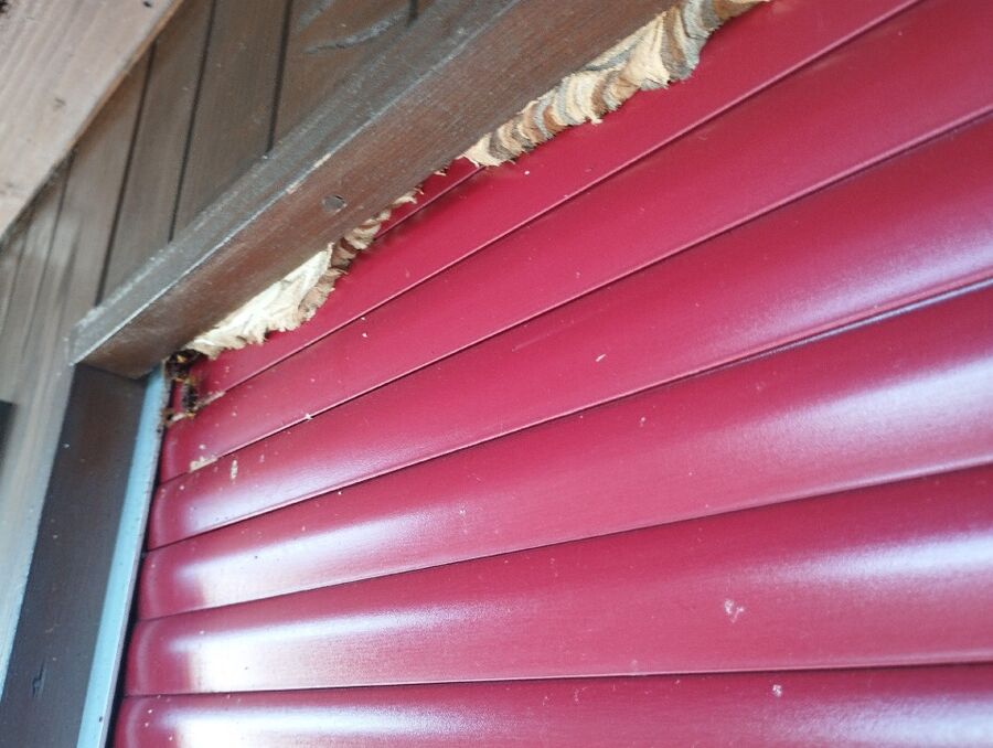 wespennest_entfernen