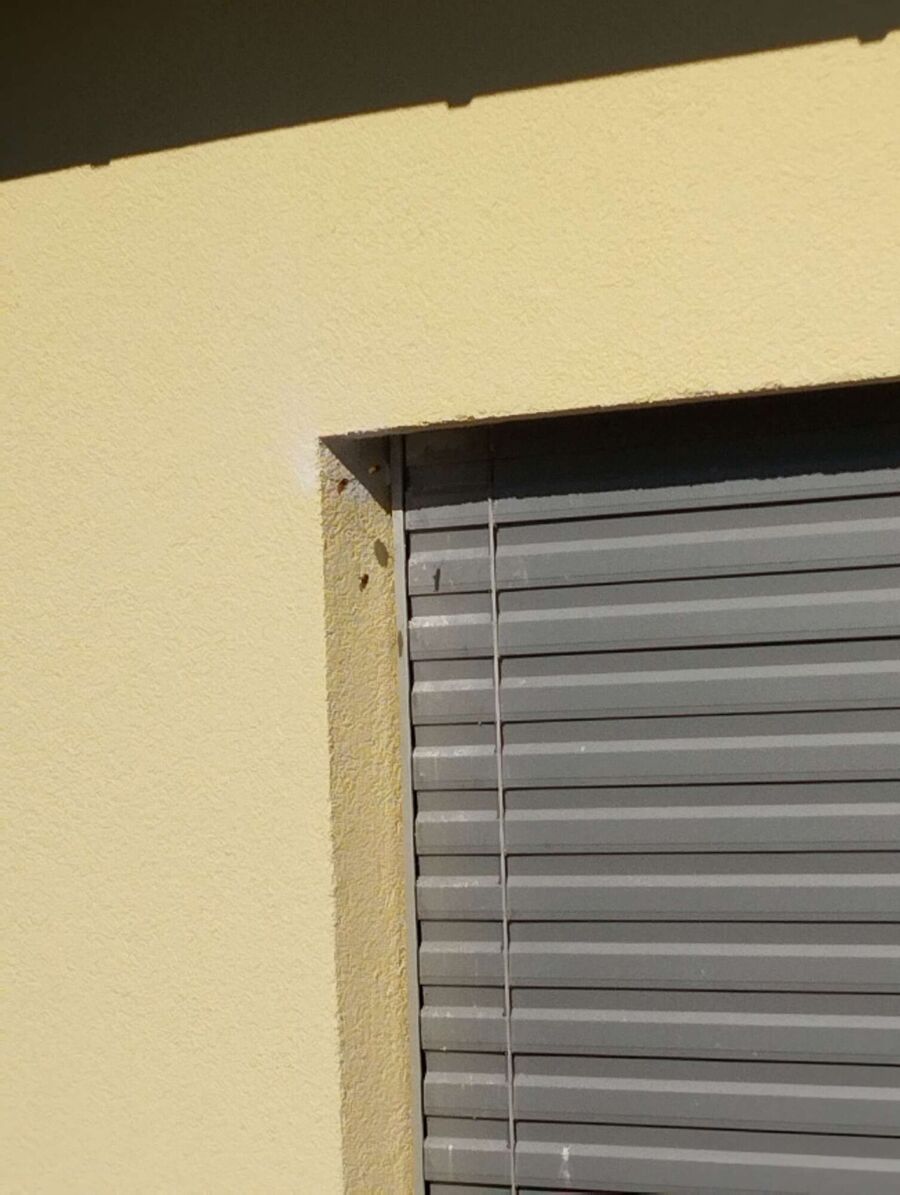 wespennest_entfernen