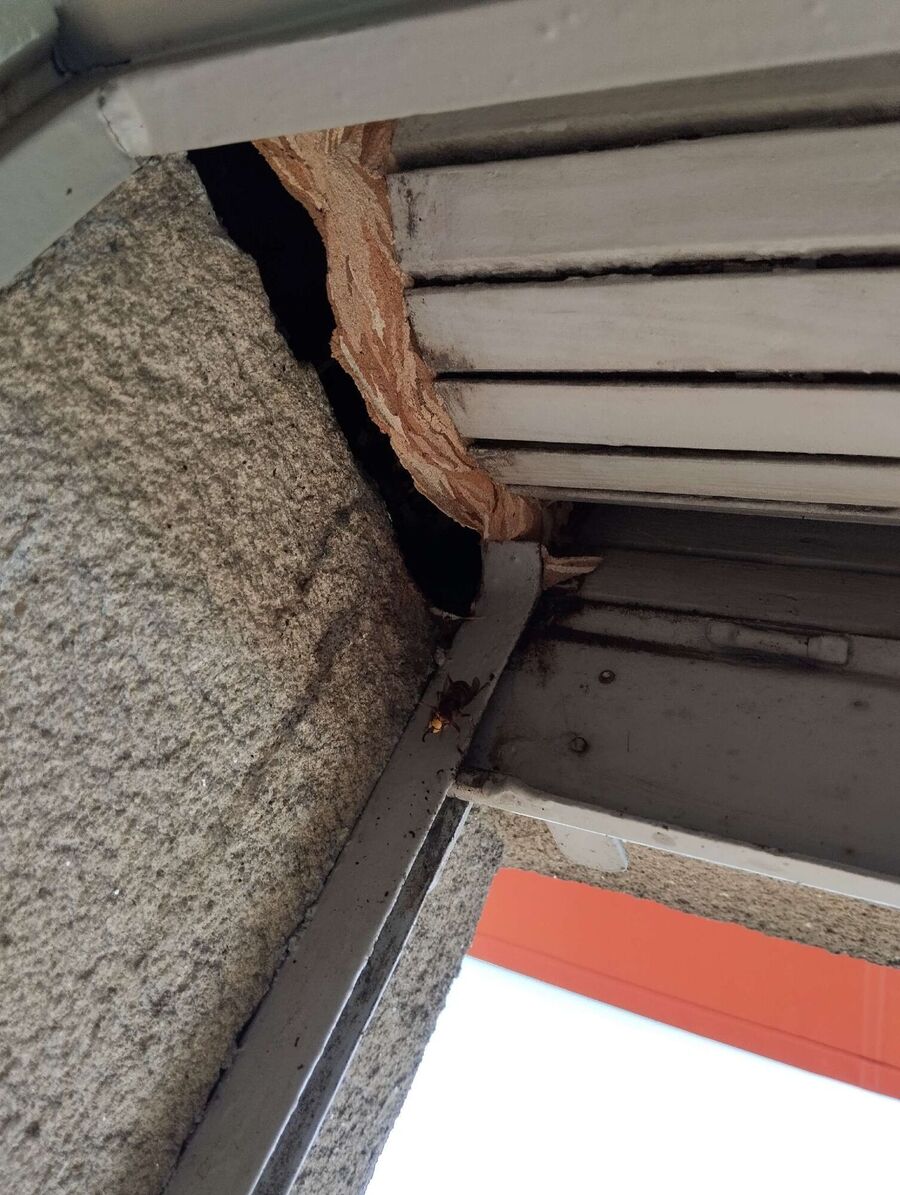 wespennest_entfernen