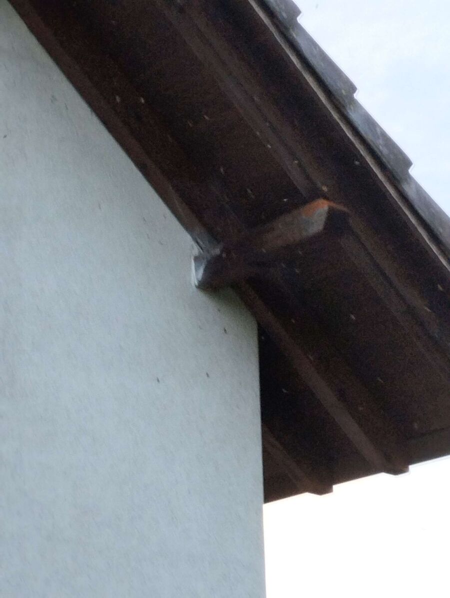 wespennest_entfernen