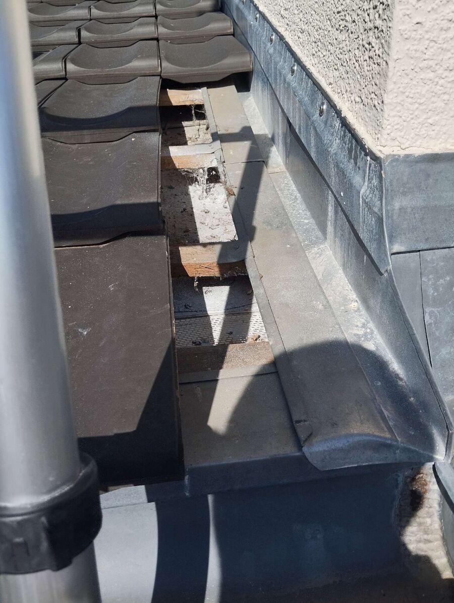 wespennest_entfernen