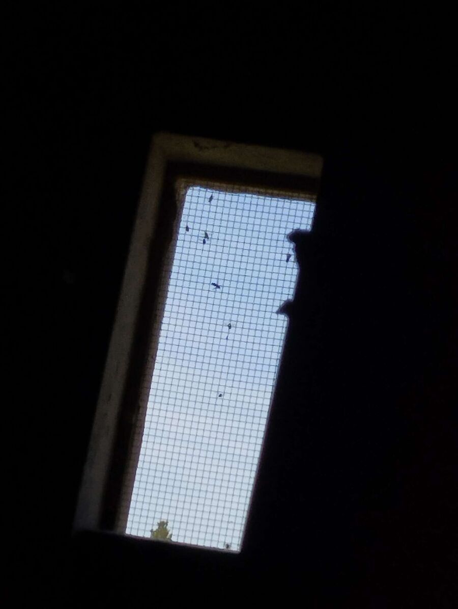 wespennest_entfernen