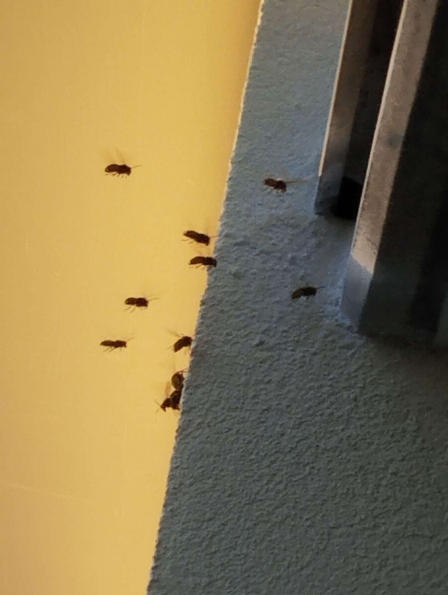 wespennest_entfernen