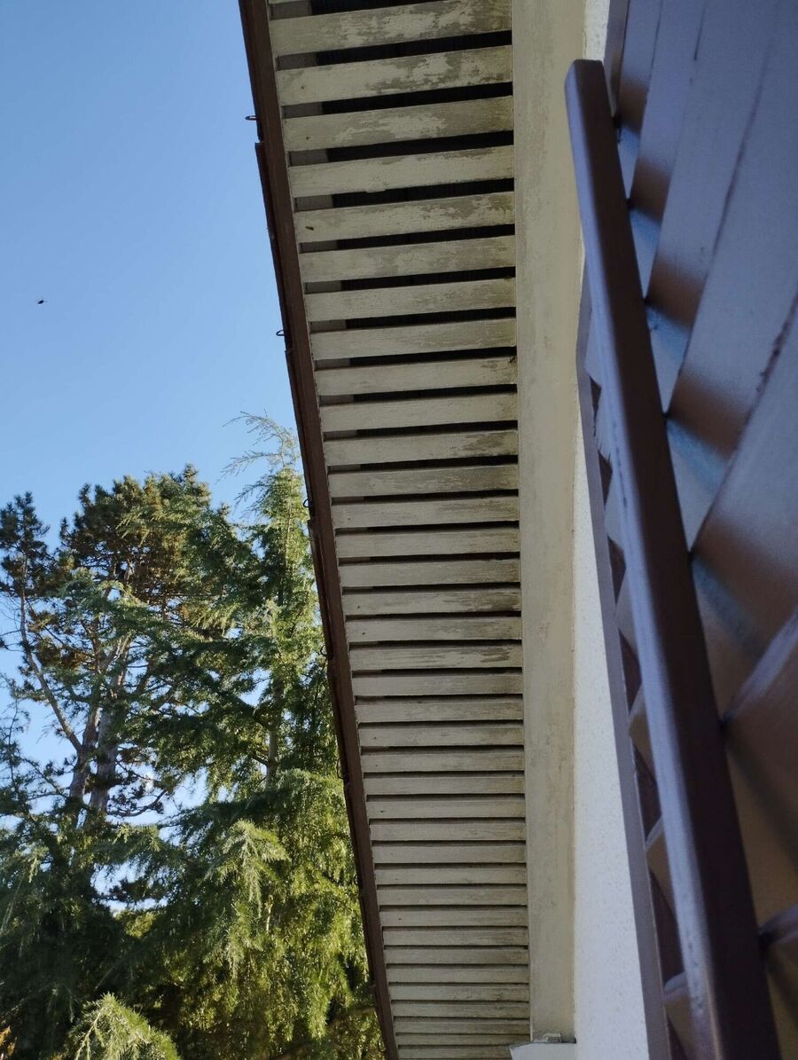 wespennest_entfernen