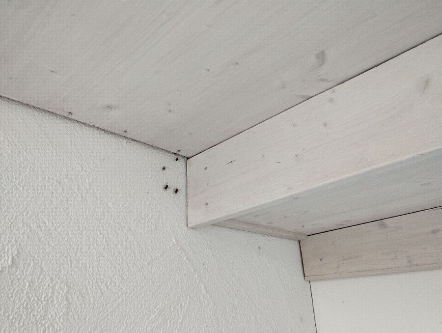 wespennest_entfernen