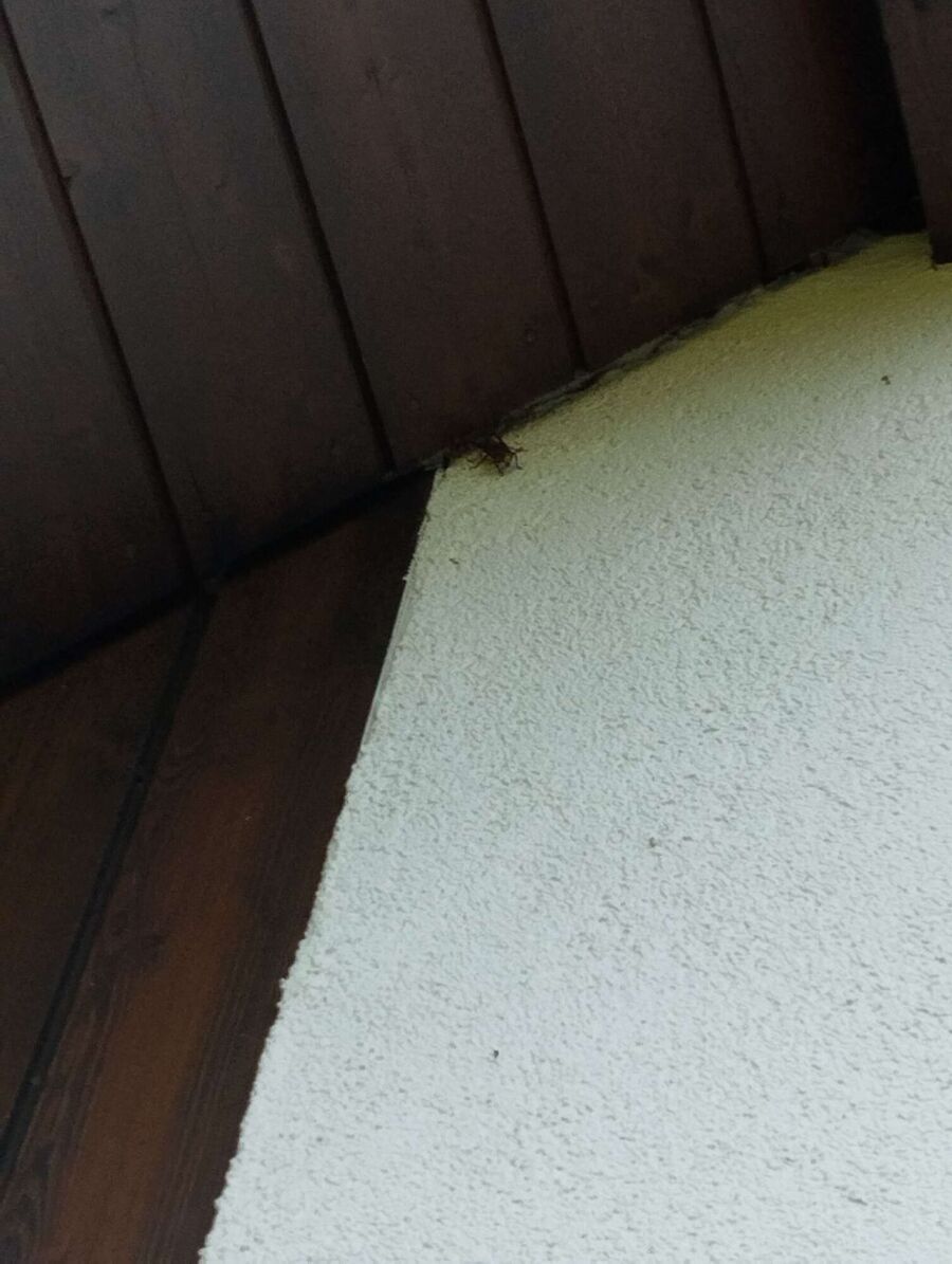 wespennest_entfernen