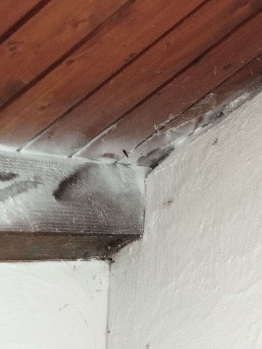 wespennest_entfernen