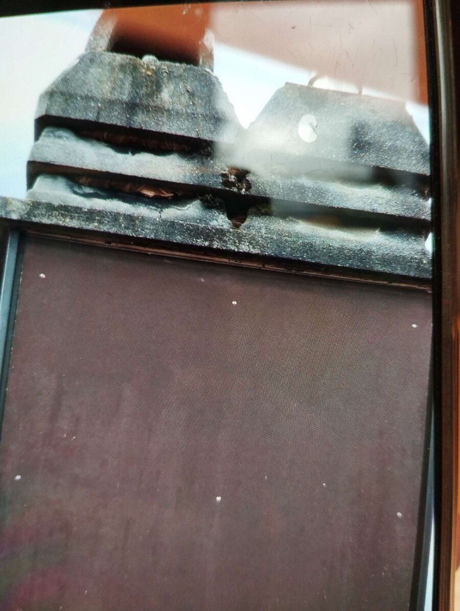 wespennest_entfernen