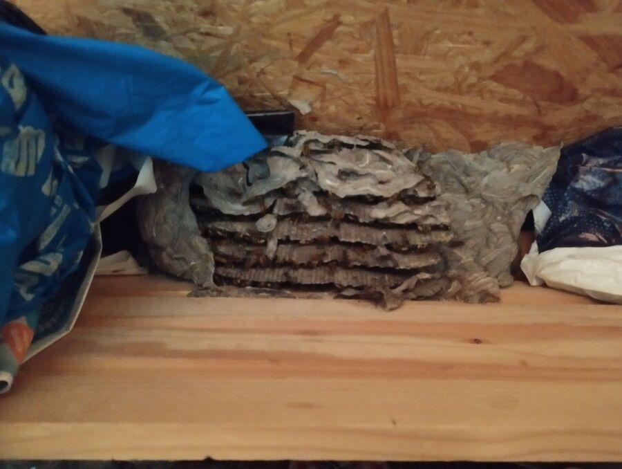 wespennest_entfernen