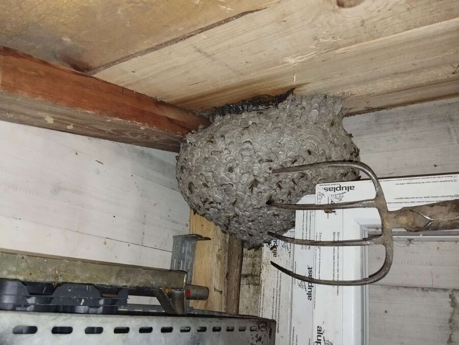 wespennest_entfernen