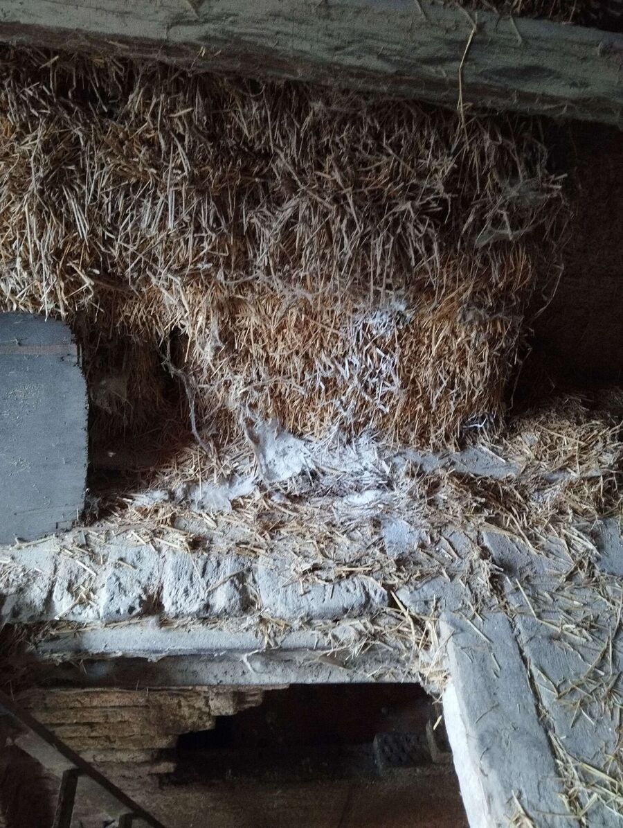 wespennest_entfernen