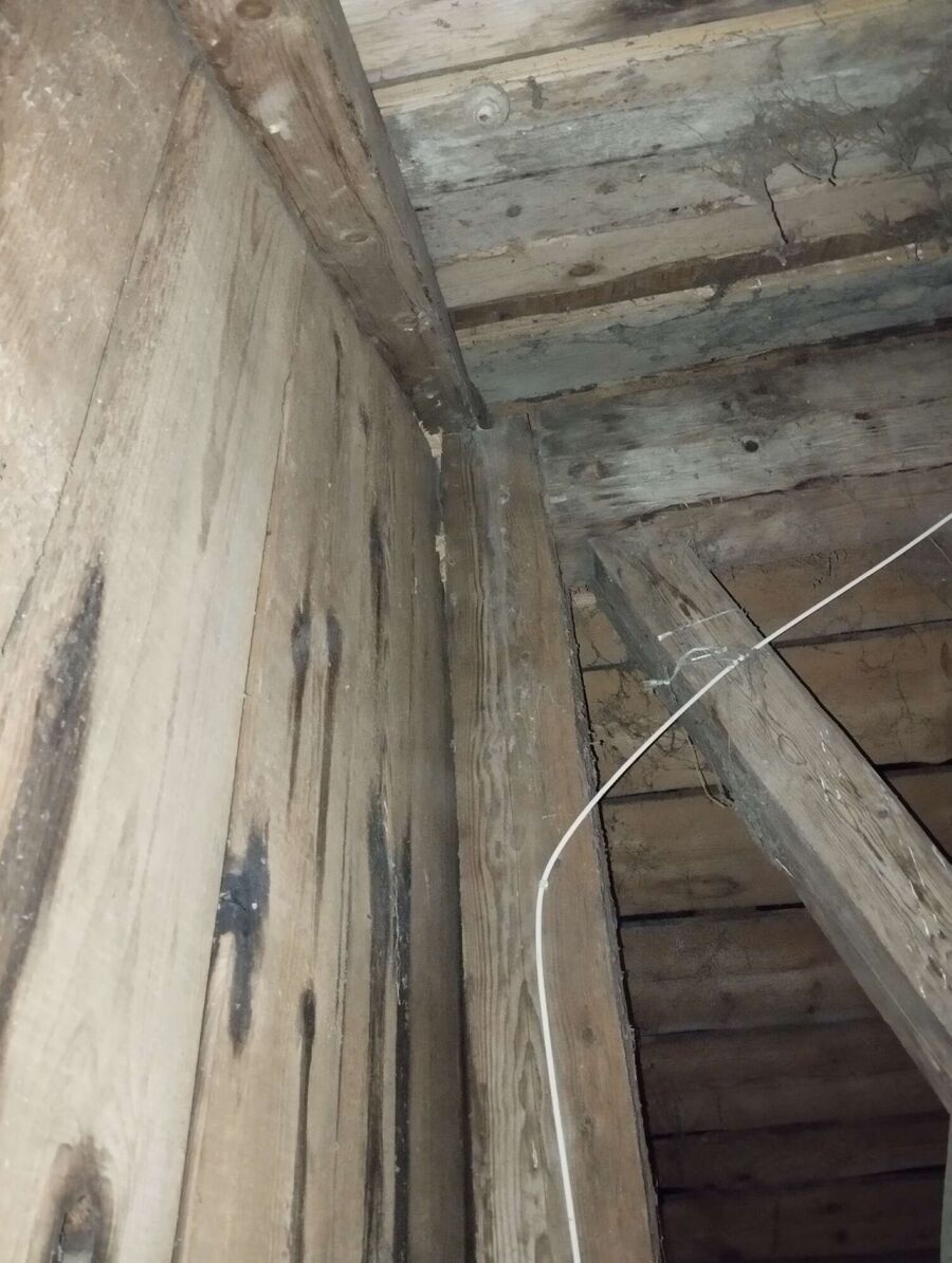 wespennest_entfernen