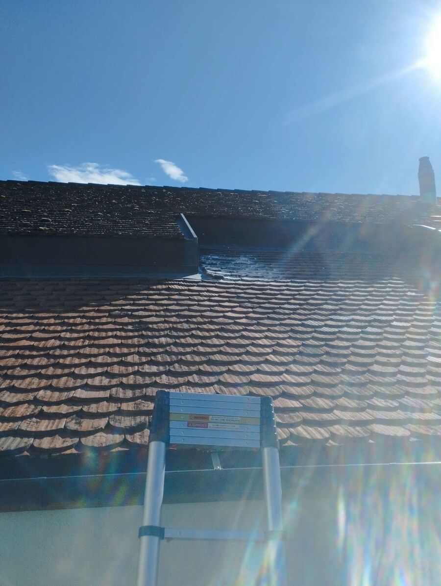 wespennest_entfernen