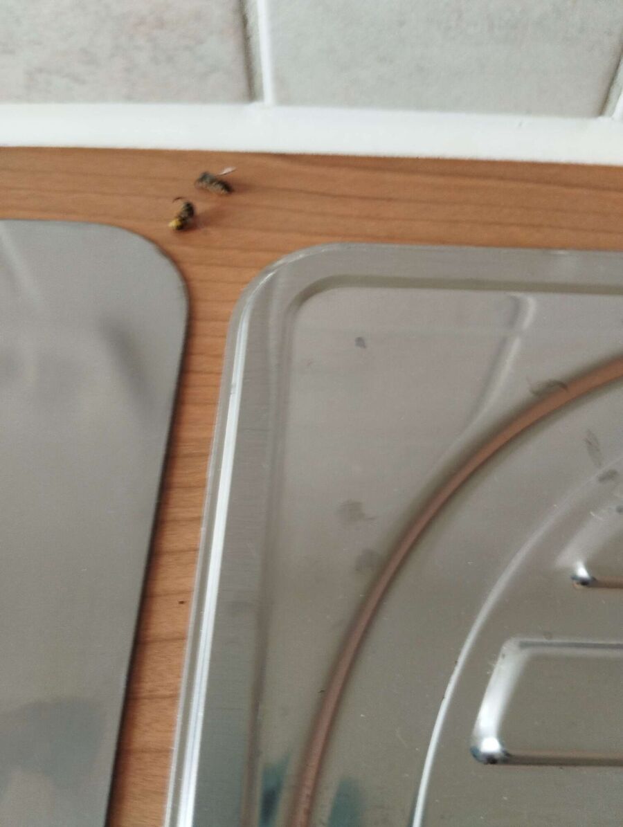 wespennest_entfernen