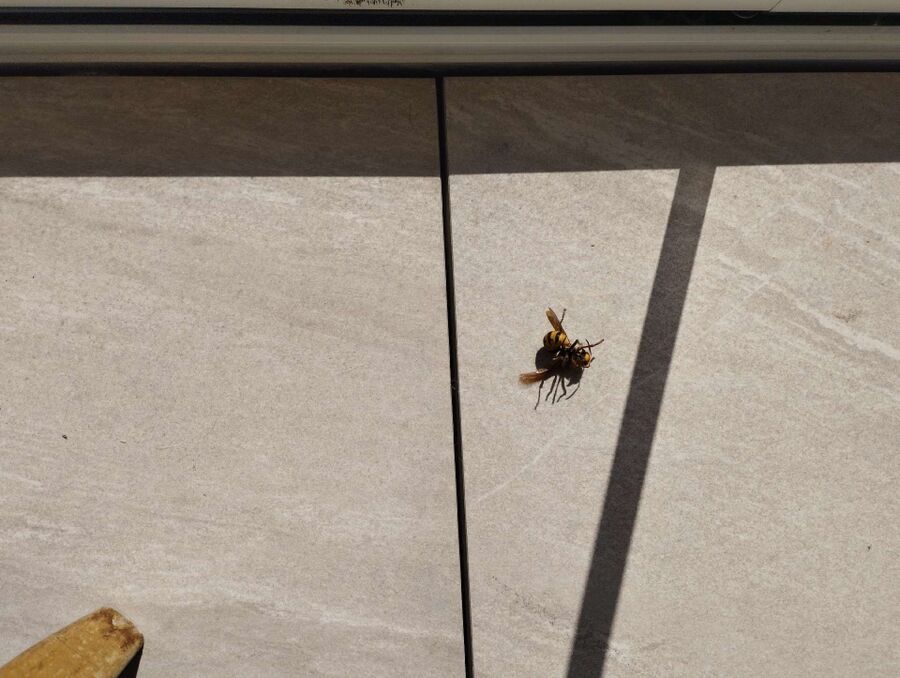 wespennest_entfernen