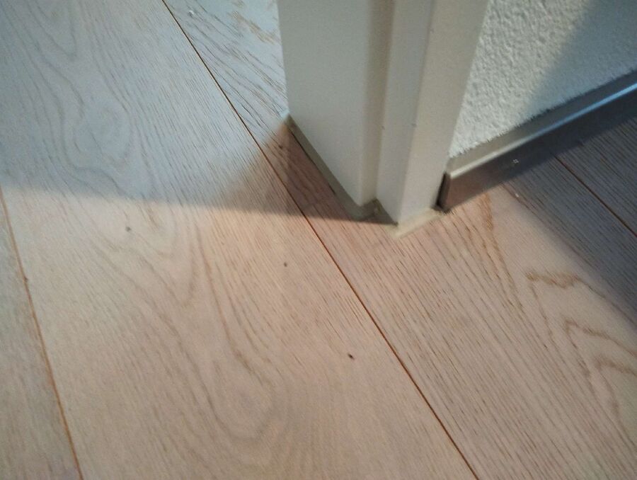 ameisen_vertreiben_bekaempfen_entfernen