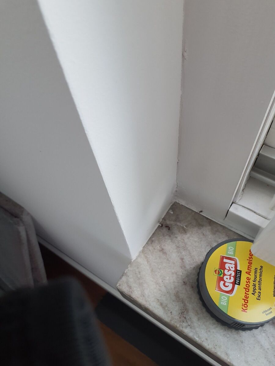 ameisen_vertreiben_bekaempfen_entfernen