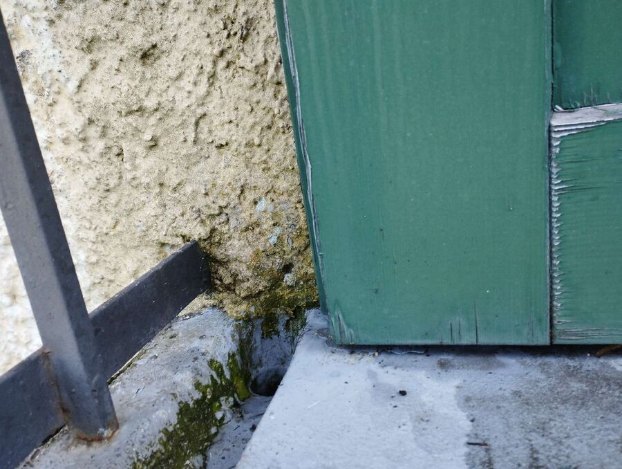 ameisen_vertreiben_bekaempfen_entfernen