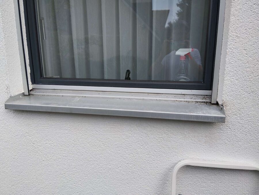 ameisen_vertreiben_bekaempfen_entfernen