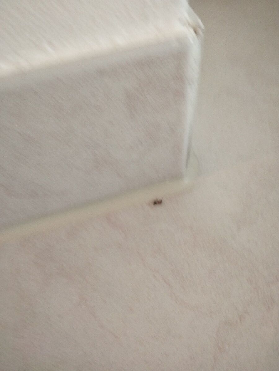 ameisen_vertreiben_bekaempfen_entfernen