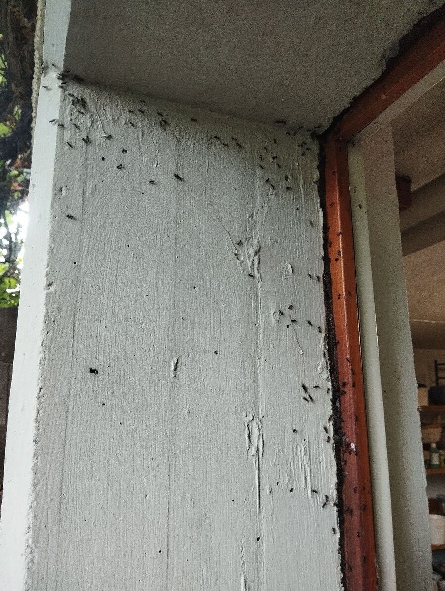 ameisen_vertreiben_bekaempfen_entfernen