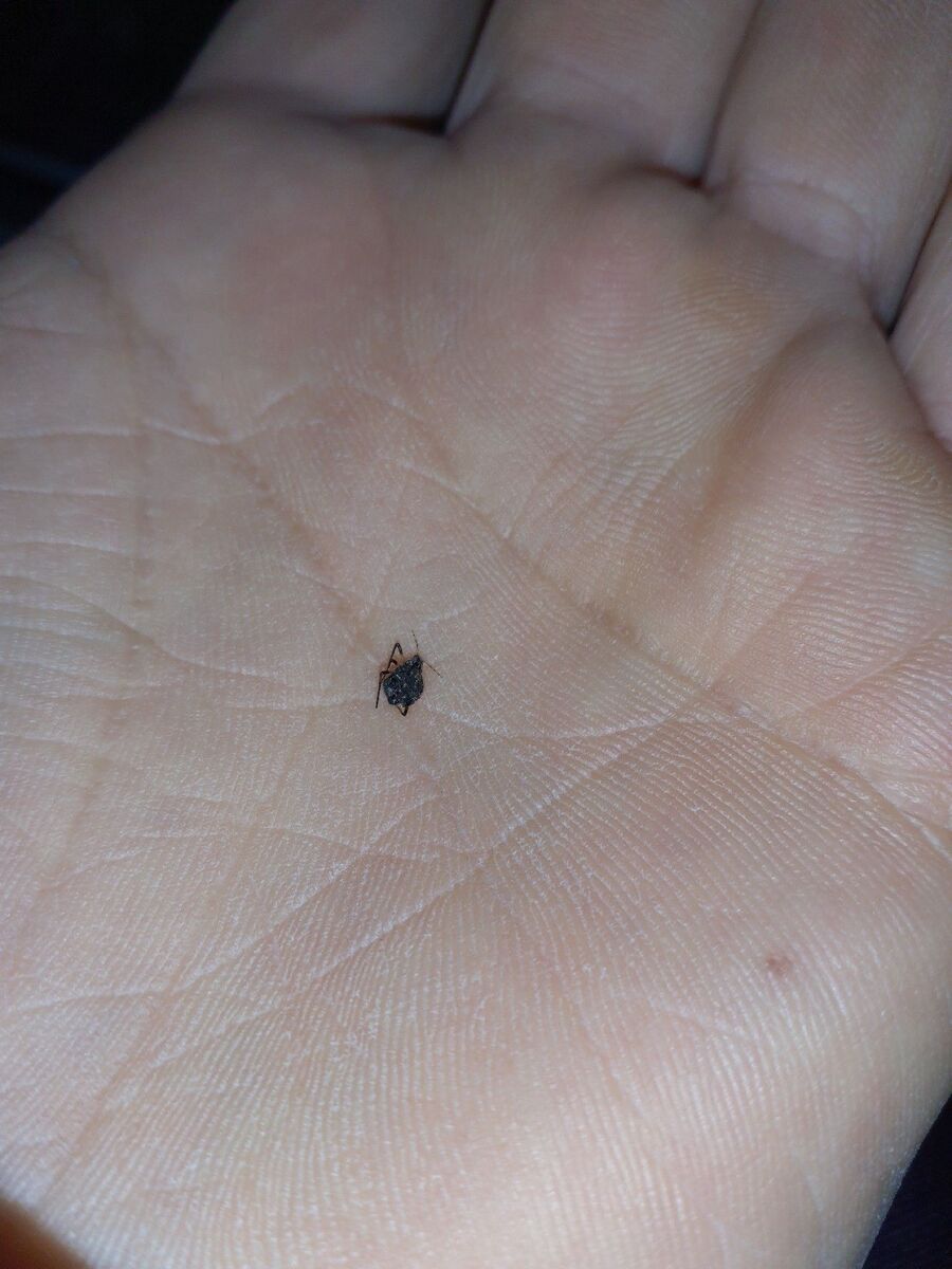 ameisen_vertreiben_bekaempfen_entfernen