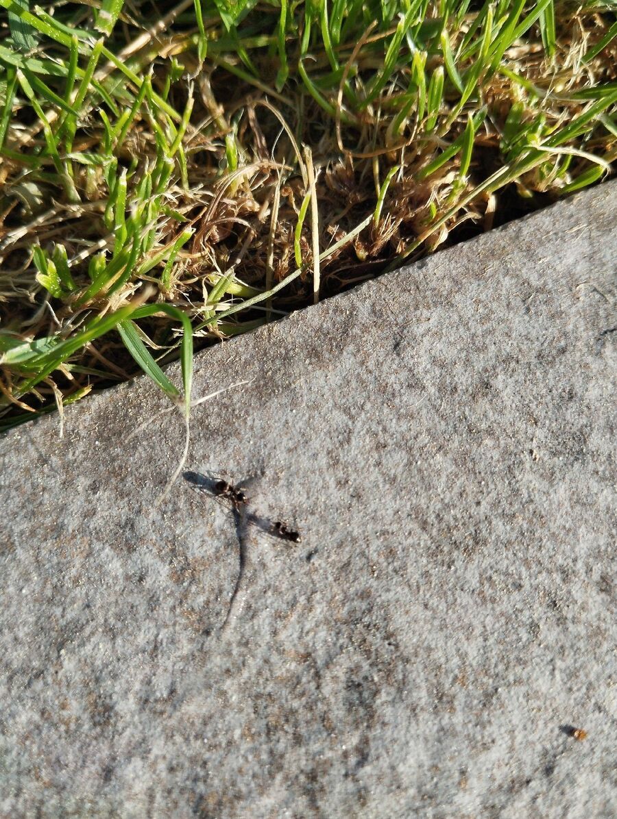 ameisen_vertreiben_bekaempfen_entfernen