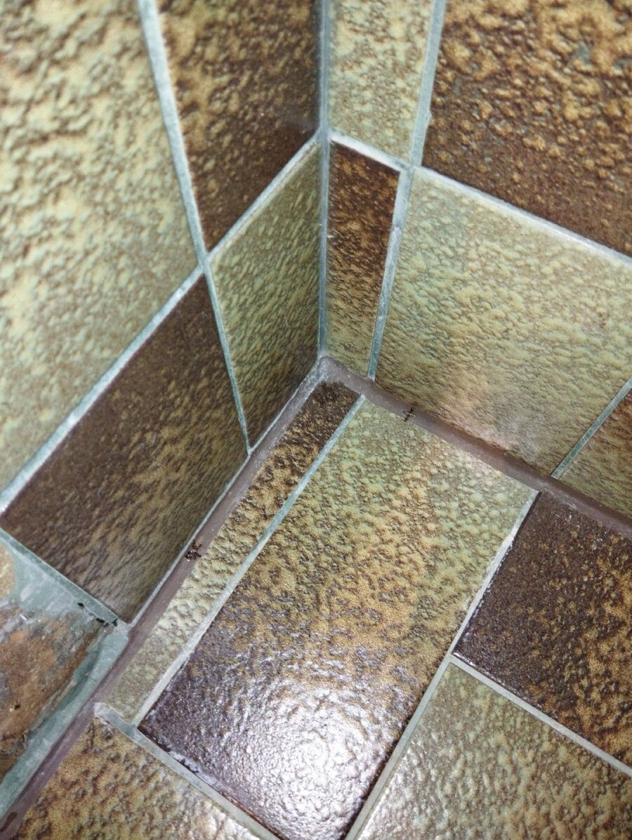 ameisen_vertreiben_bekaempfen_entfernen