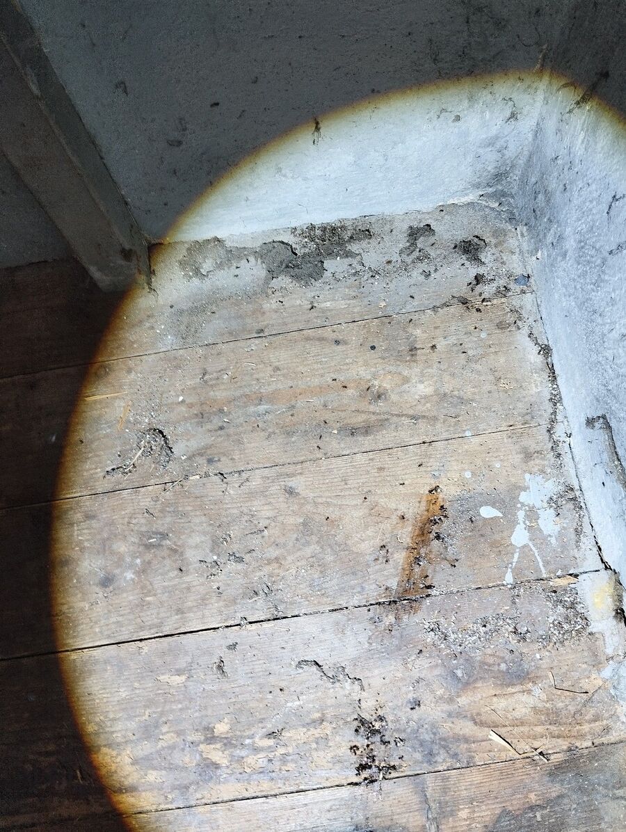 ameisen_vertreiben_bekaempfen_entfernen