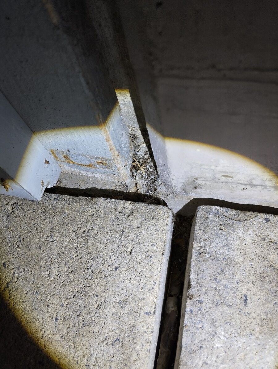 ameisen_vertreiben_bekaempfen_entfernen