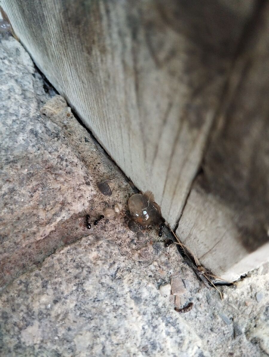 ameisen_vertreiben_bekaempfen_entfernen