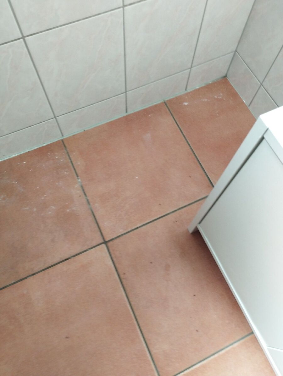 ameisen_vertreiben_bekaempfen_entfernen