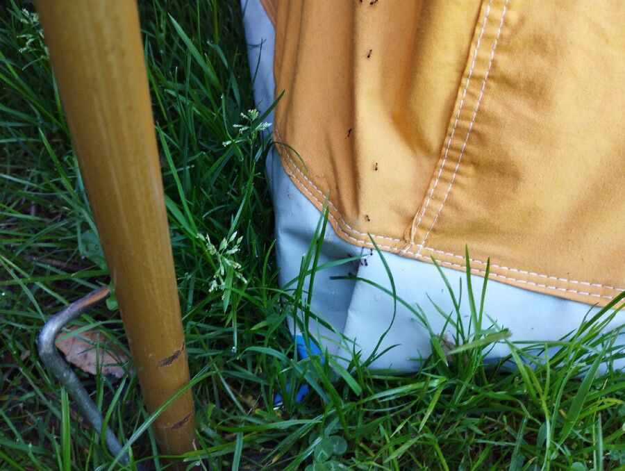 ameisen_vertreiben_bekaempfen_entfernen