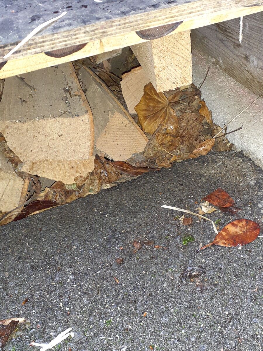 ameisen_vertreiben_bekaempfen_entfernen