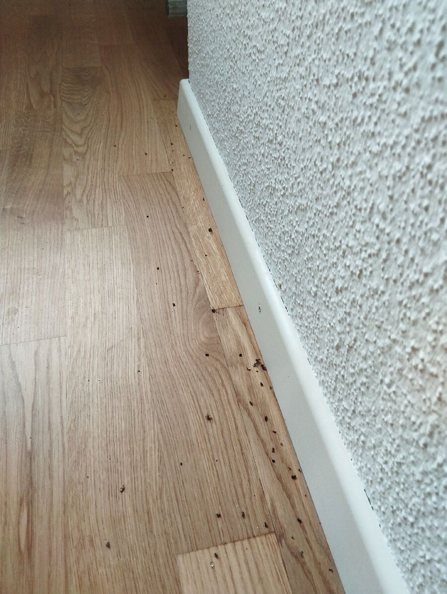 ameisen_vertreiben_bekaempfen_entfernen