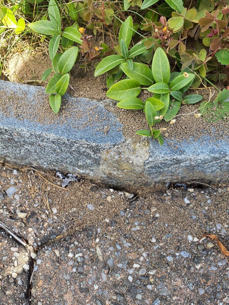 ameisen_vertreiben_bekaempfen_entfernen