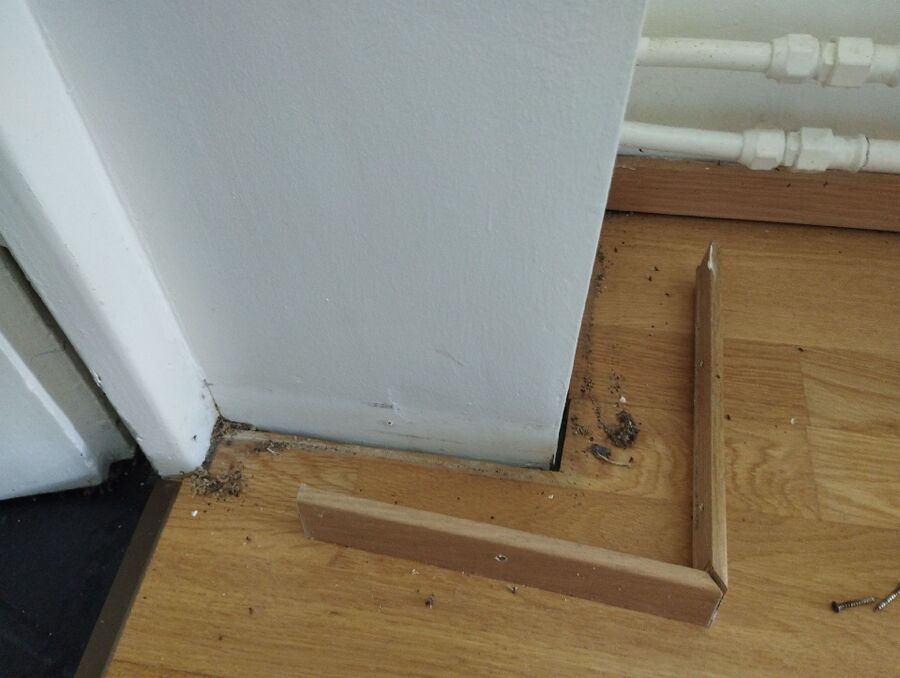 ameisen_vertreiben_bekaempfen_entfernen